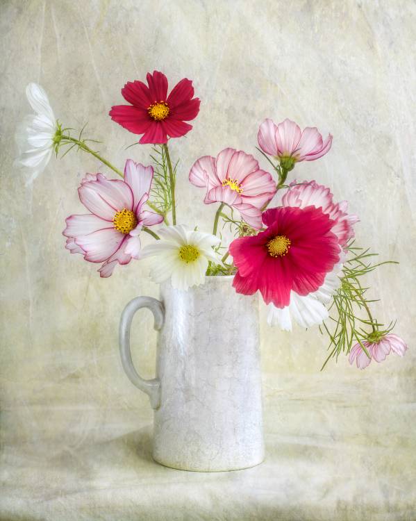 Cosmos carnival from Mandy Disher