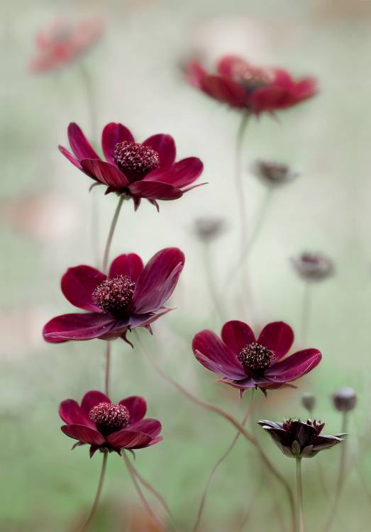 Cosmos sway from Mandy Disher