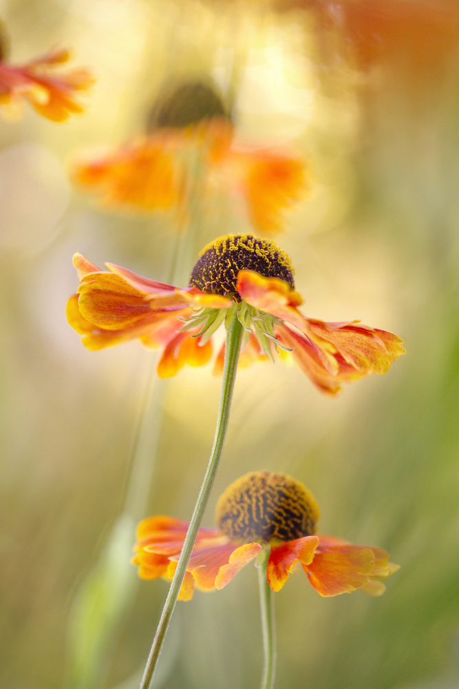 Helenium from Mandy Disher