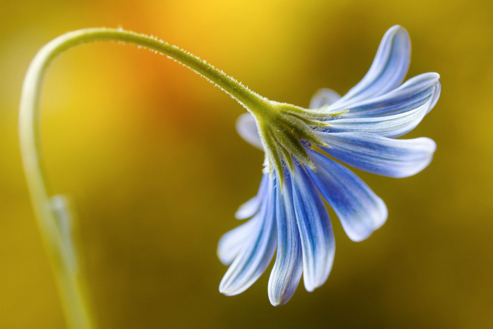 Cape Daisy from Mandy Disher