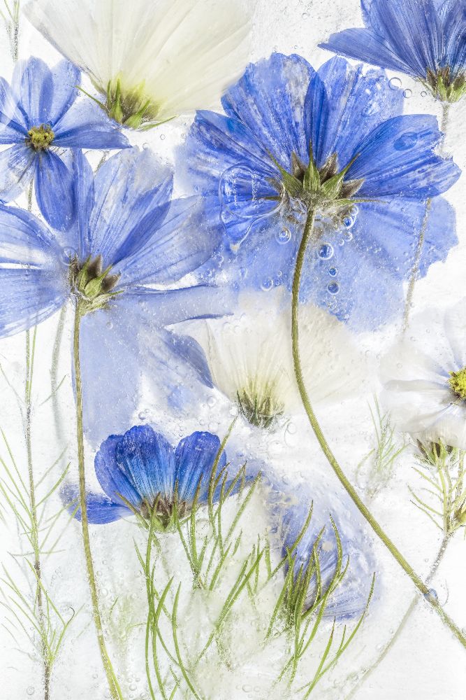 Cosmos blue from Mandy Disher