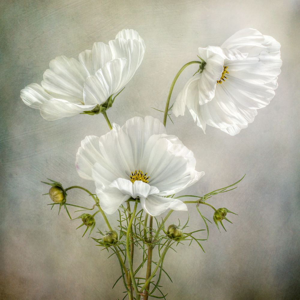 Cosmos Charm from Mandy Disher