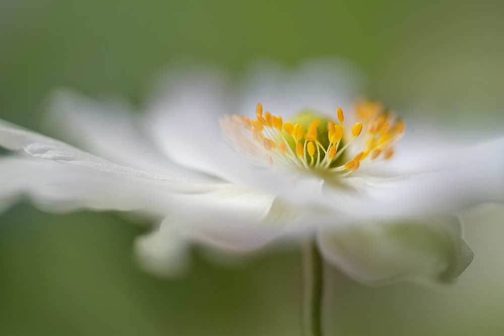 White Anemone from Mandy Disher
