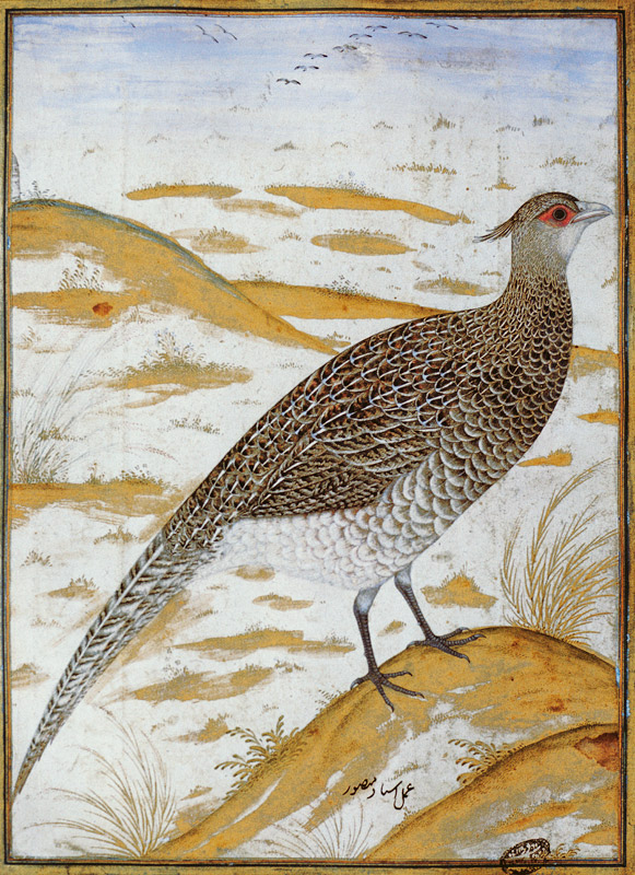 Himalayan cheer pheasant, Jahangir Period, Mughal from Mansur