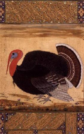 A turkey-cock, brought to Jahangir from Goa in 1612, from the Wantage Album, Mughal
