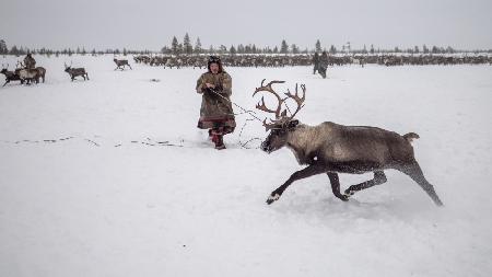 Jigori hunts reindeer II