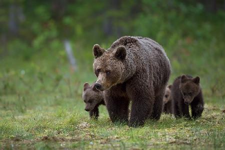 Mother &amp; cubs