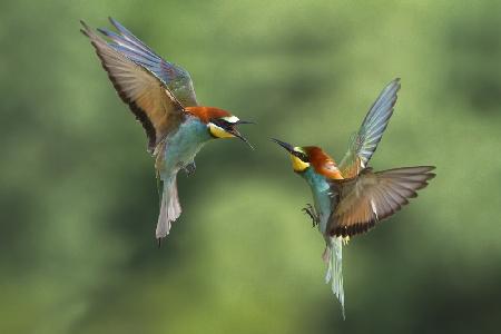 Bee-eaters fights