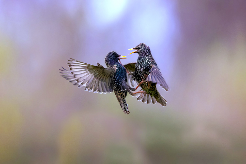 The dance of the starlings from Marco Redaelli