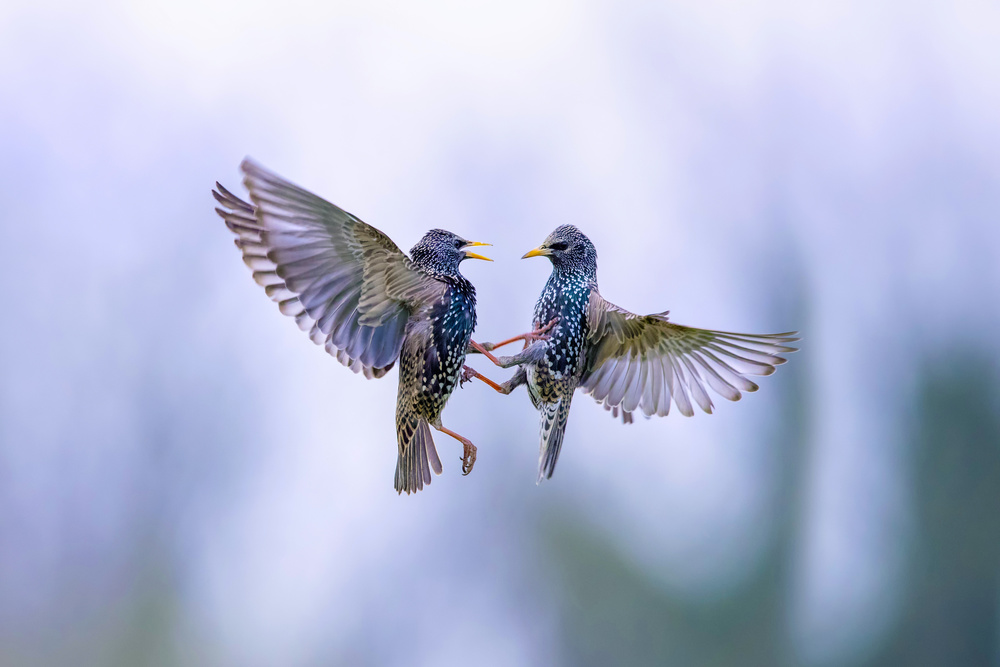 Fight in the sky from Marco Redaelli