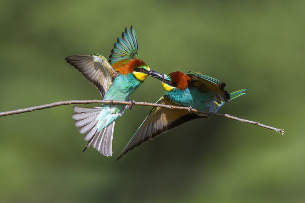 Battle on the twig from Marco Redaelli
