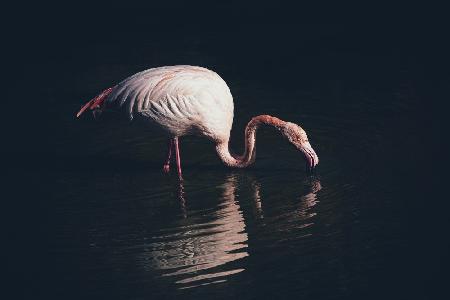 Enlighted flamingo