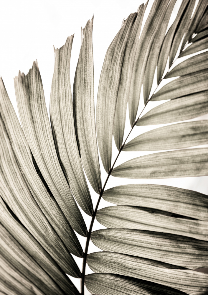 Palm Leaves 22 from Mareike Böhmer