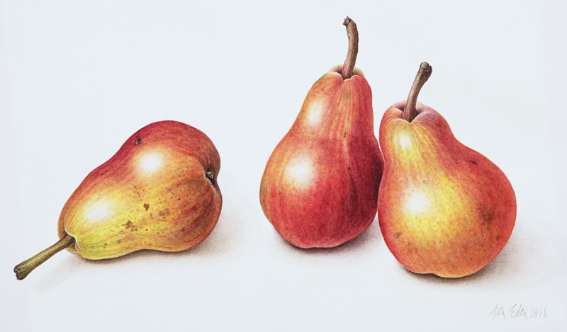 Red Pears, 1996 (w/c on paper)  from Margaret Ann  Eden
