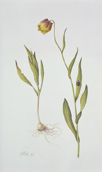 Fritillaria Michailovsky