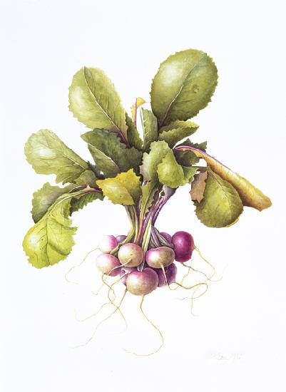 Miniature turnips
