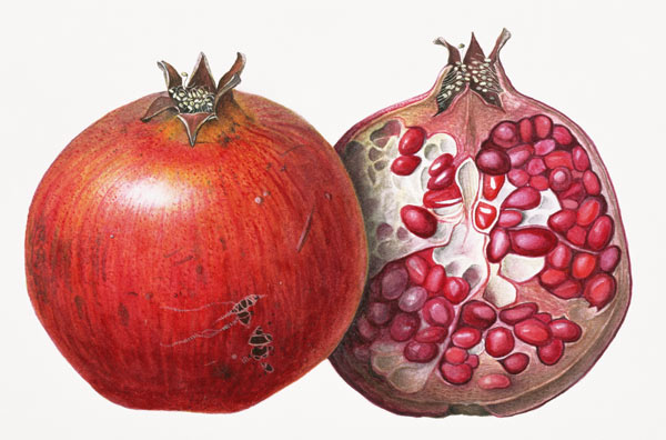 Pomegranate, 1995 (w/c on paper)  from Margaret Ann  Eden