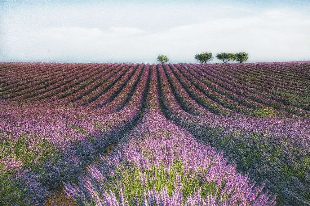 Velours de Lavender from Margarita Chernilova