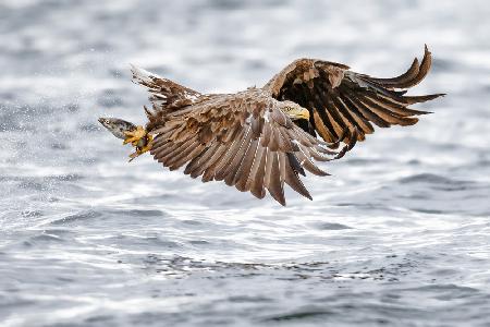 The sea eagle-Recolonisating Scotland