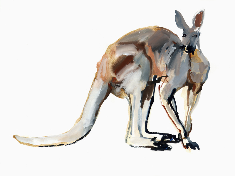 Roo, (Red Kangaroo) from Mark  Adlington