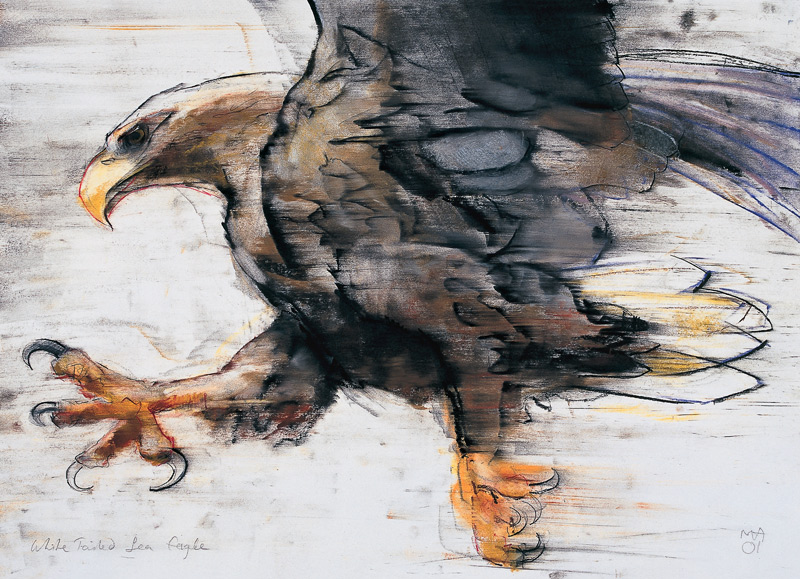 Talons - White tailed Sea Eagle from Mark  Adlington