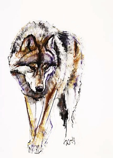 European Wolf from Mark  Adlington