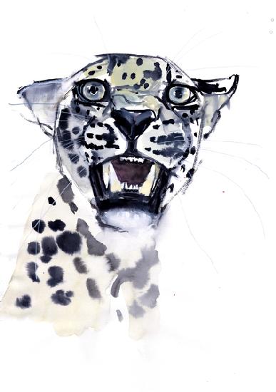 Incisor Snarl (Arabian Leopard)