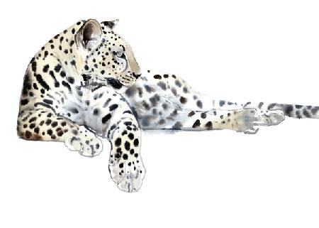 Long (Arabian Leopard)