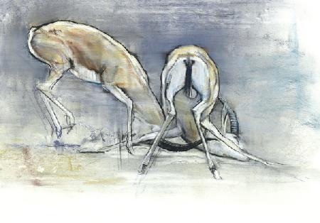 Sand Gazelles