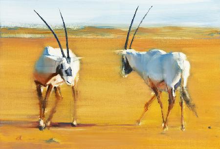 Circling Arabian Oryx