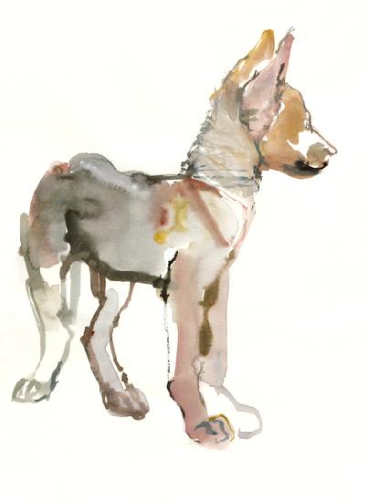 Waggle (Arabian Wolf Pup)