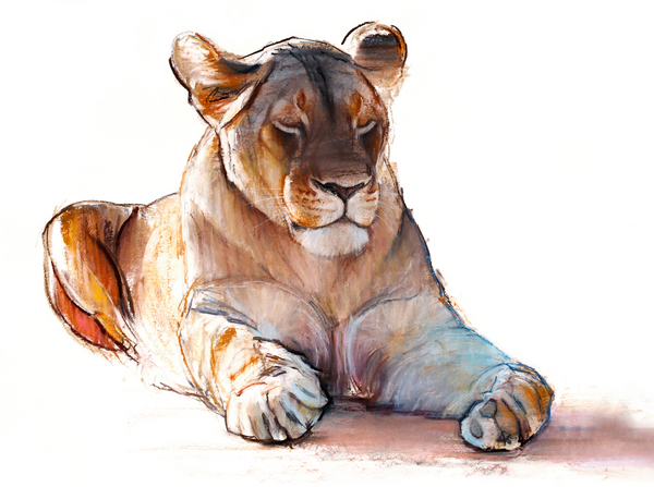 Yogi Lioness from Mark  Adlington
