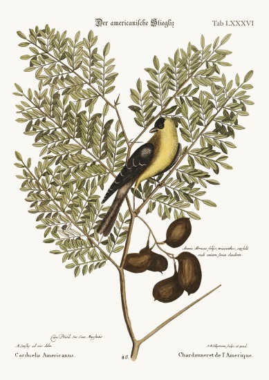The American Goldfinch from Mark Catesby