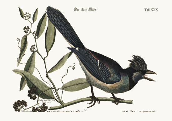 The blue Jay from Mark Catesby