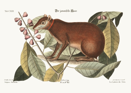 The Java Hare from Mark Catesby