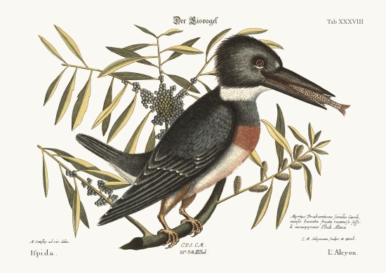 The Kingfisher from Mark Catesby