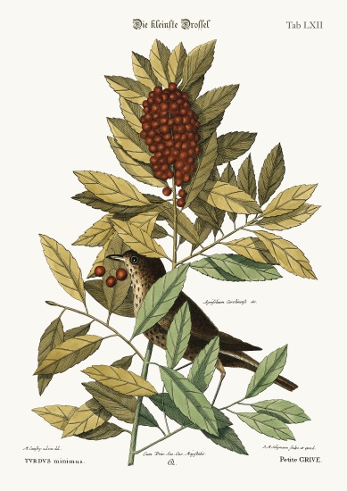 The little Thrush from Mark Catesby