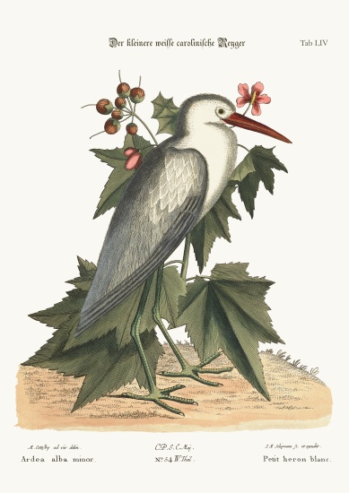 The little white Heron from Mark Catesby