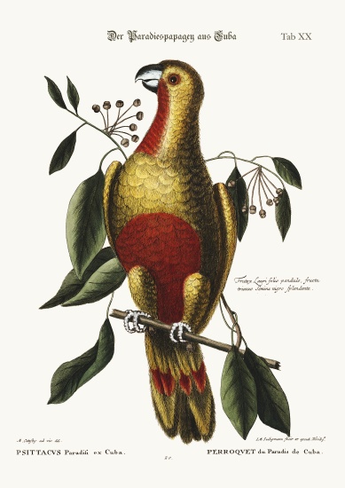 The Parrot of Paradise of Cuba from Mark Catesby