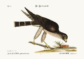 The Pigeon Hawk