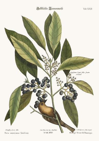 The Pine-Creeper from Mark Catesby