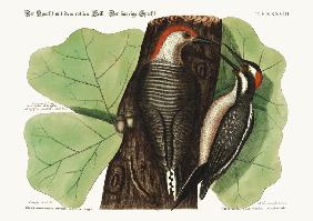The red-bellied Woodpecker. The hairy Woodpecker.