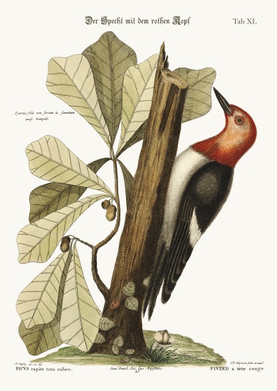 The red-headed Woodpecker from Mark Catesby