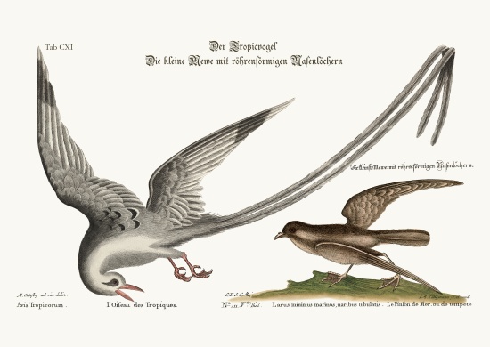 The Tropick Bird. The Storm-Finck or Pittrel from Mark Catesby