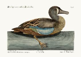 The White-face Teal