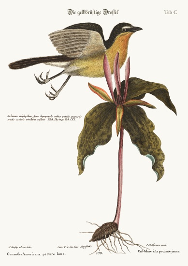 The yellow breasted Chat from Mark Catesby
