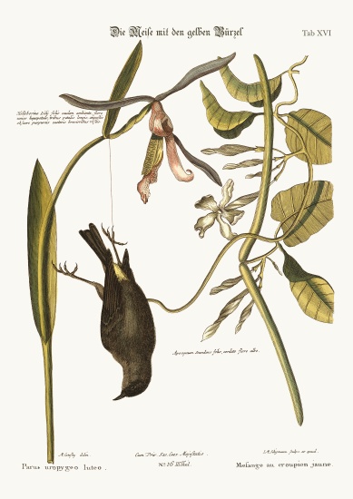 The Yellow-Rump from Mark Catesby