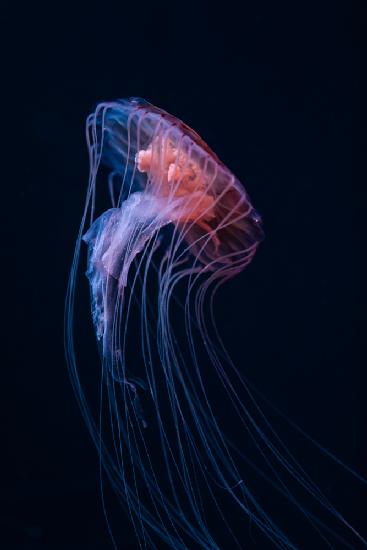 Slow, slow, little Jellyfish