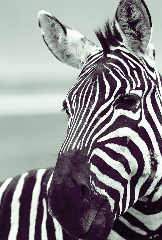 Zebra (3) from Lucas Martin