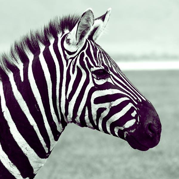 Zebra (1)